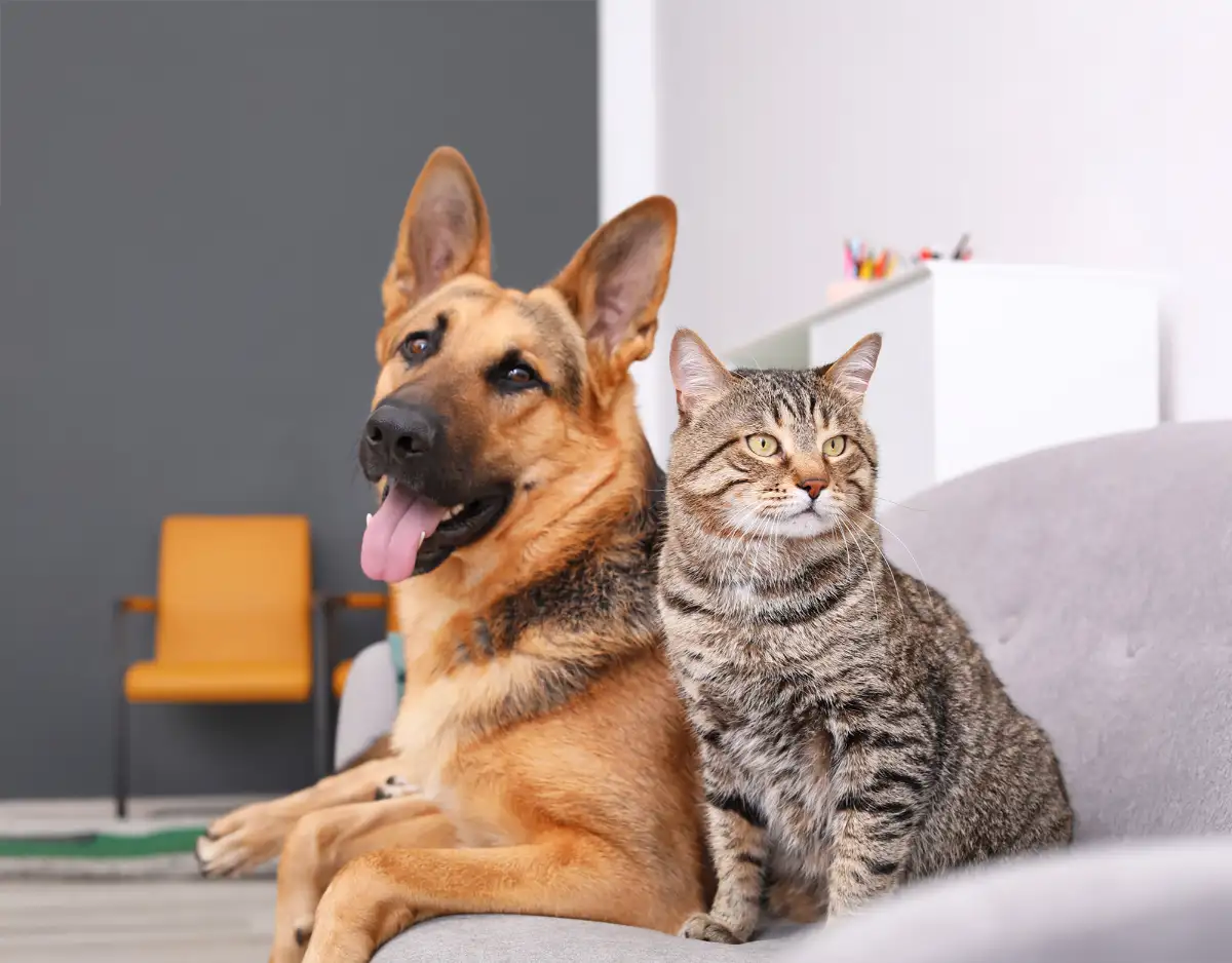 Cat And Dog Pets On Couch