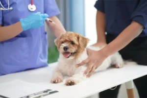 Dog And Puppy Vaccines