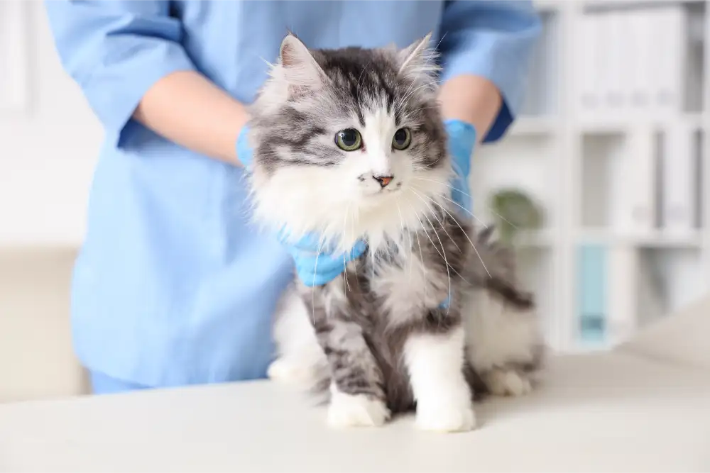Fluffy Cat At Vet