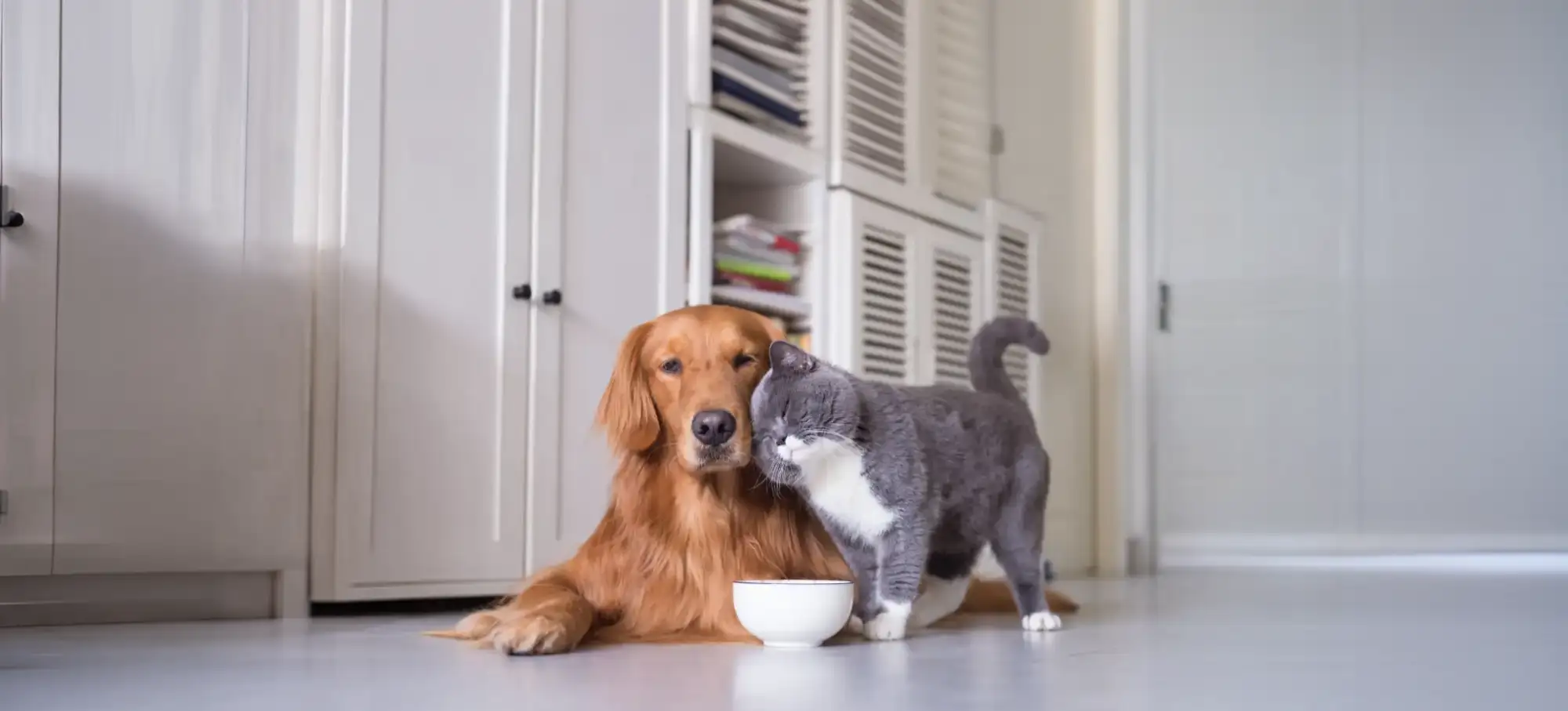 Friendly Gray Cat And Dog