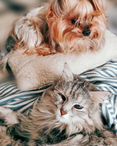 Vet Service