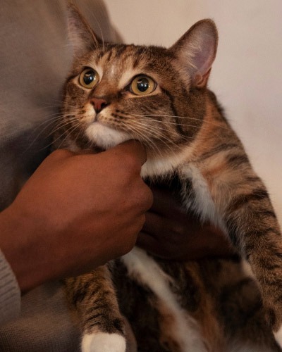 Contact State Street Veterinary Hospital