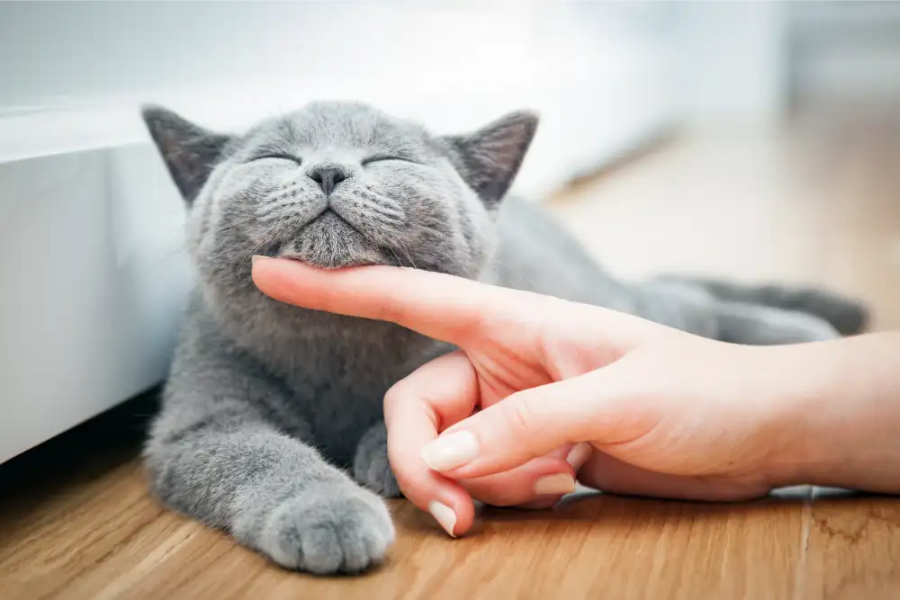 Pet Surgery in Avondale, AZ